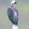 columba-albinucha