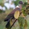 columba-delegorguei