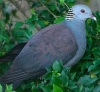 columba-elphinstonii