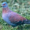 columba-guinea