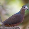 columba-larvata