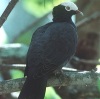 columba-leucocephala