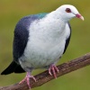 columba-leucomela