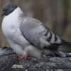 columba-leuconota