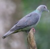 columba-malherbii