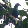 columba-pallidiceps