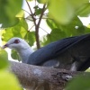 columba-palumboides