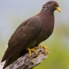 columba-pollenii