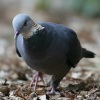 columba-pulchricollis