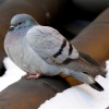 columba-rupestris