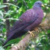 columba-thomensis