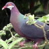 columba-vitiensis