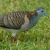 geopelia-humeralis