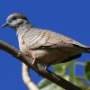 geopelia-placida