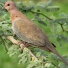 streptopelia-senegalensis